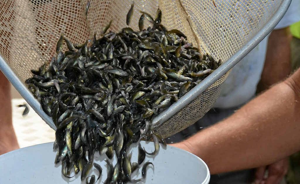 140,000 fingerlings were released in the Warwick waterways yesterday.